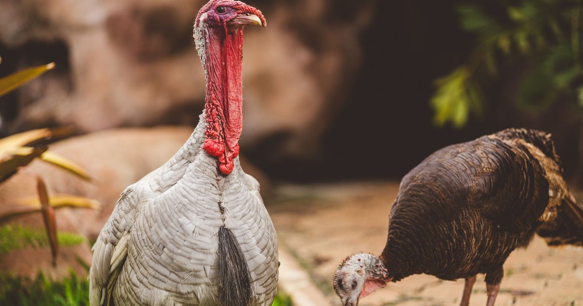 Two turkeys explore a lush garden, showcasing vibrant plumage and natural beauty.