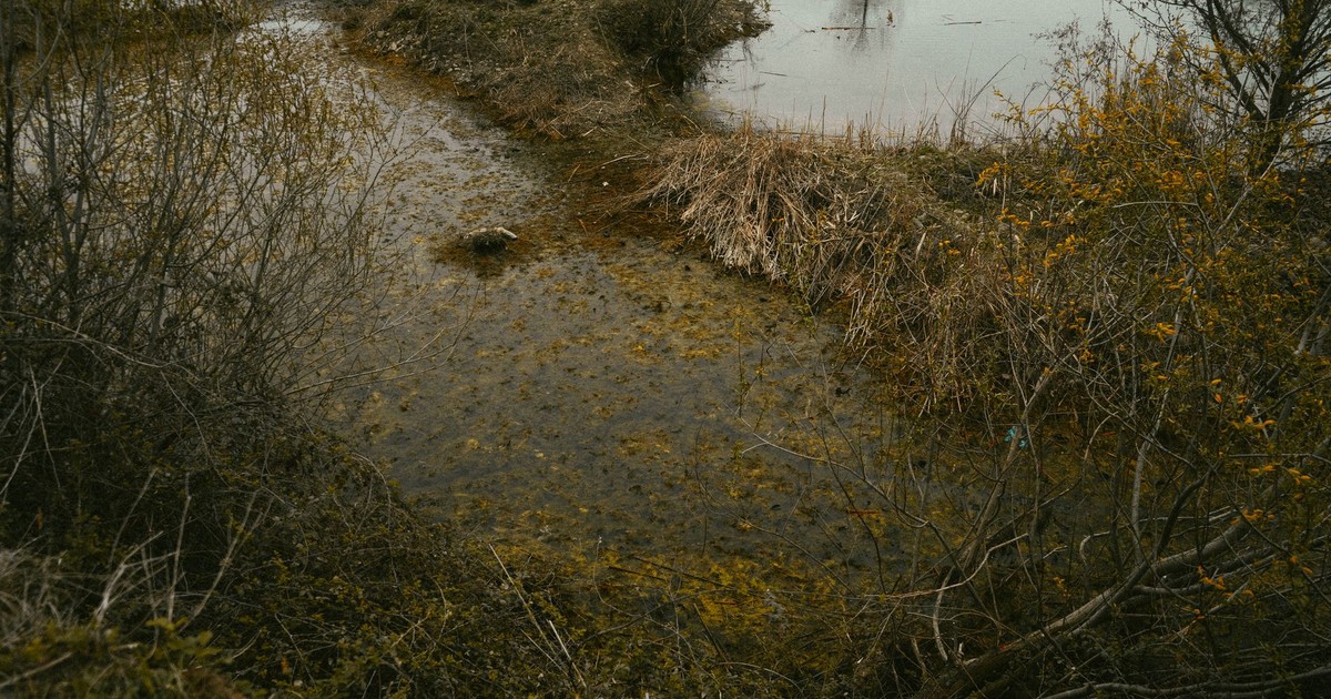 Tranquil rural marsh scene with vegetation and calm waters, perfect for nature exploration.