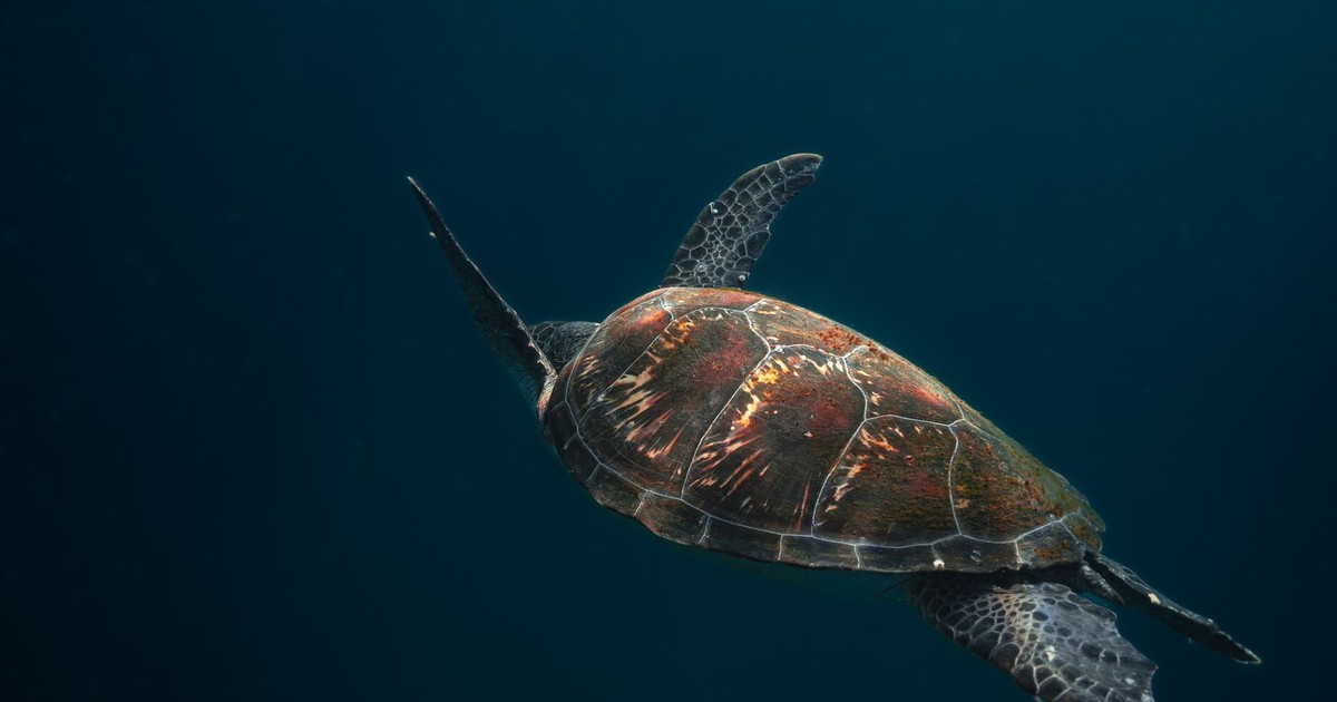 A solitary sea turtle gracefully swims through the ocean depths, showcasing its vibrant shell.