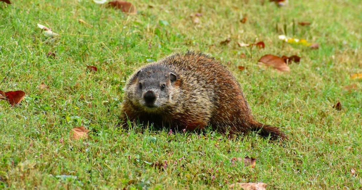 A groundhog sits on green grass in Knoxville, Tennessee park during fall.