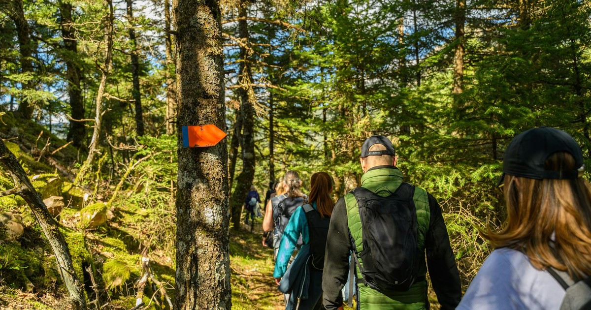 Hikers exploring a sunlit forest trail marked with an orange trail sign, surrounded by lush greenery.