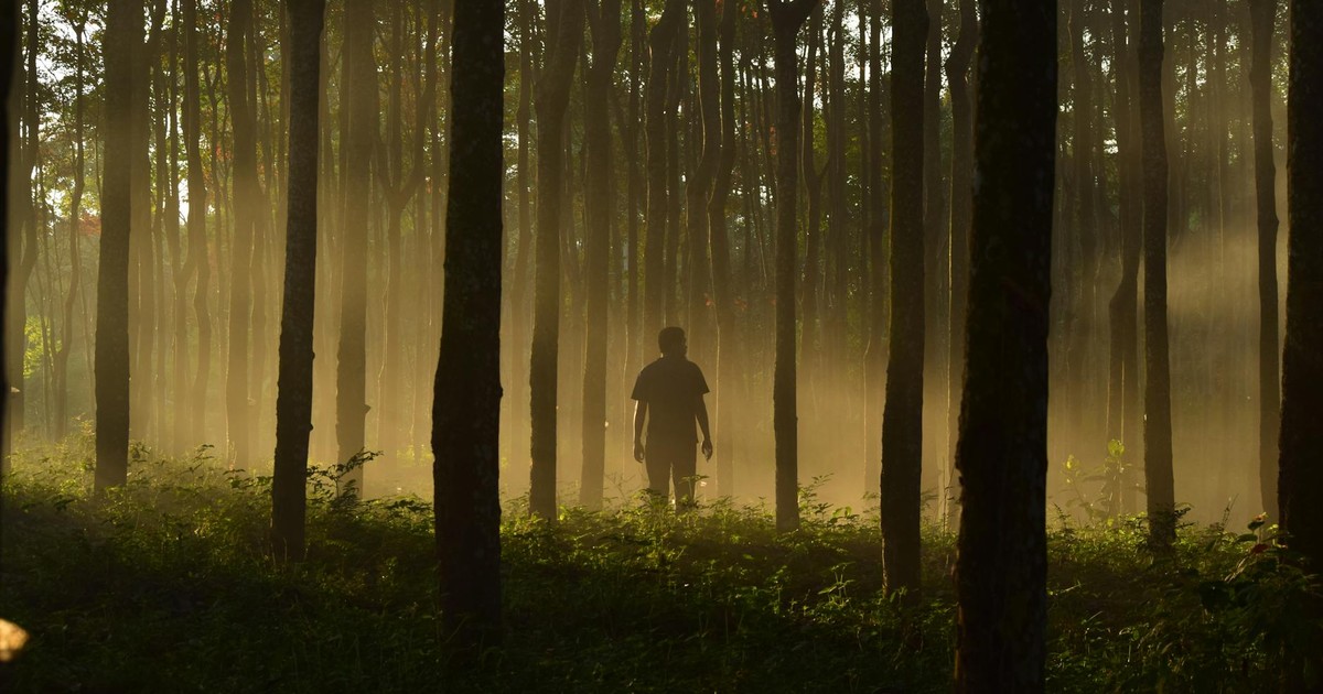 A man stands silhouetted amidst mist in a dense autumn forest, backlit by the rising sun.