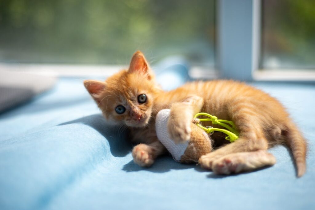 Deadmau5 Dropped $30K to Save 27 Rescue Cats and Then Adopted One for Himself - Featured image