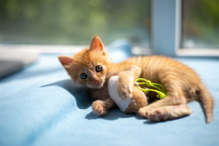 Deadmau5 Dropped $30K to Save 27 Rescue Cats and Then Adopted One for Himself - Featured image