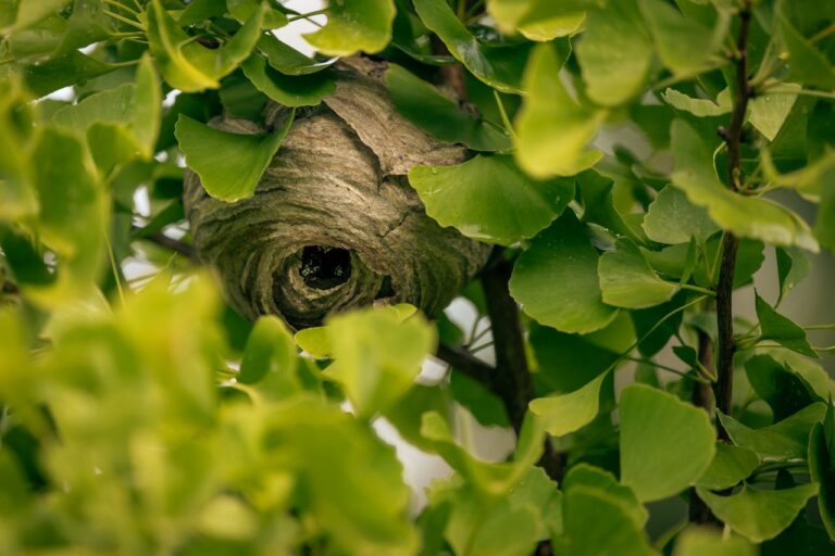 Here’s how to safely remove a wasp’s nest so you don’t ruin your summer - Featured image