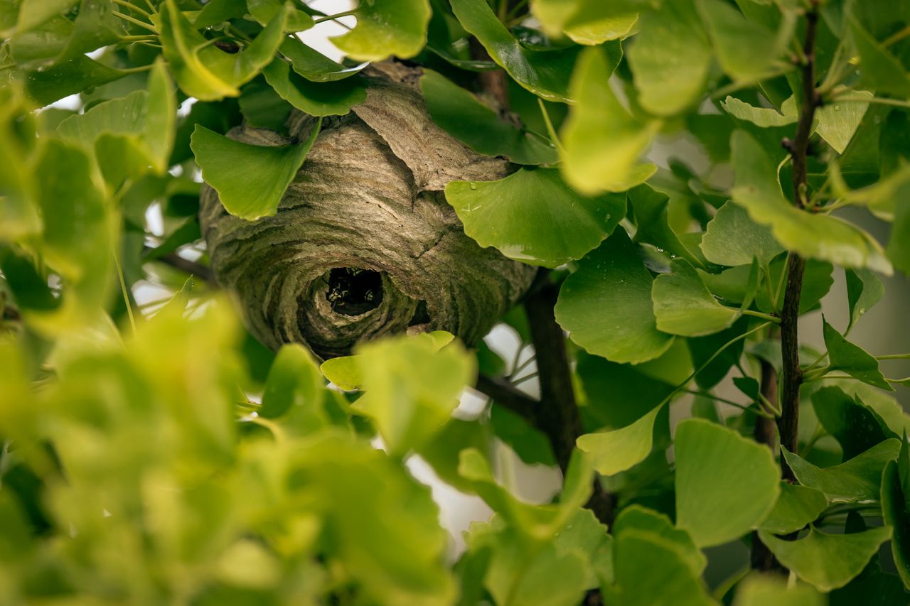 Here’s how to safely remove a wasp’s nest so you don’t ruin your summer