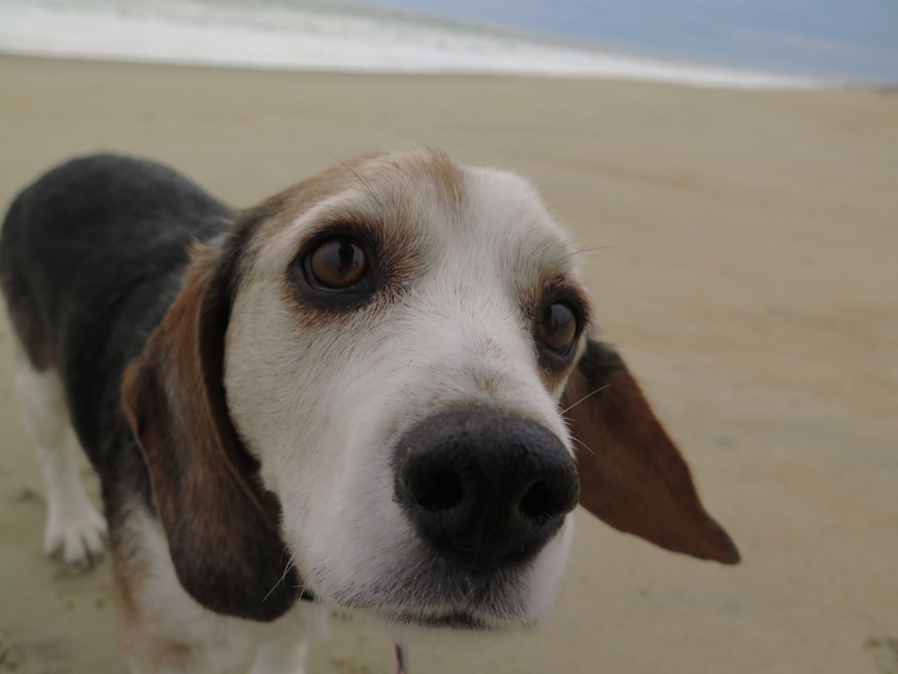 small beagle dog on beach