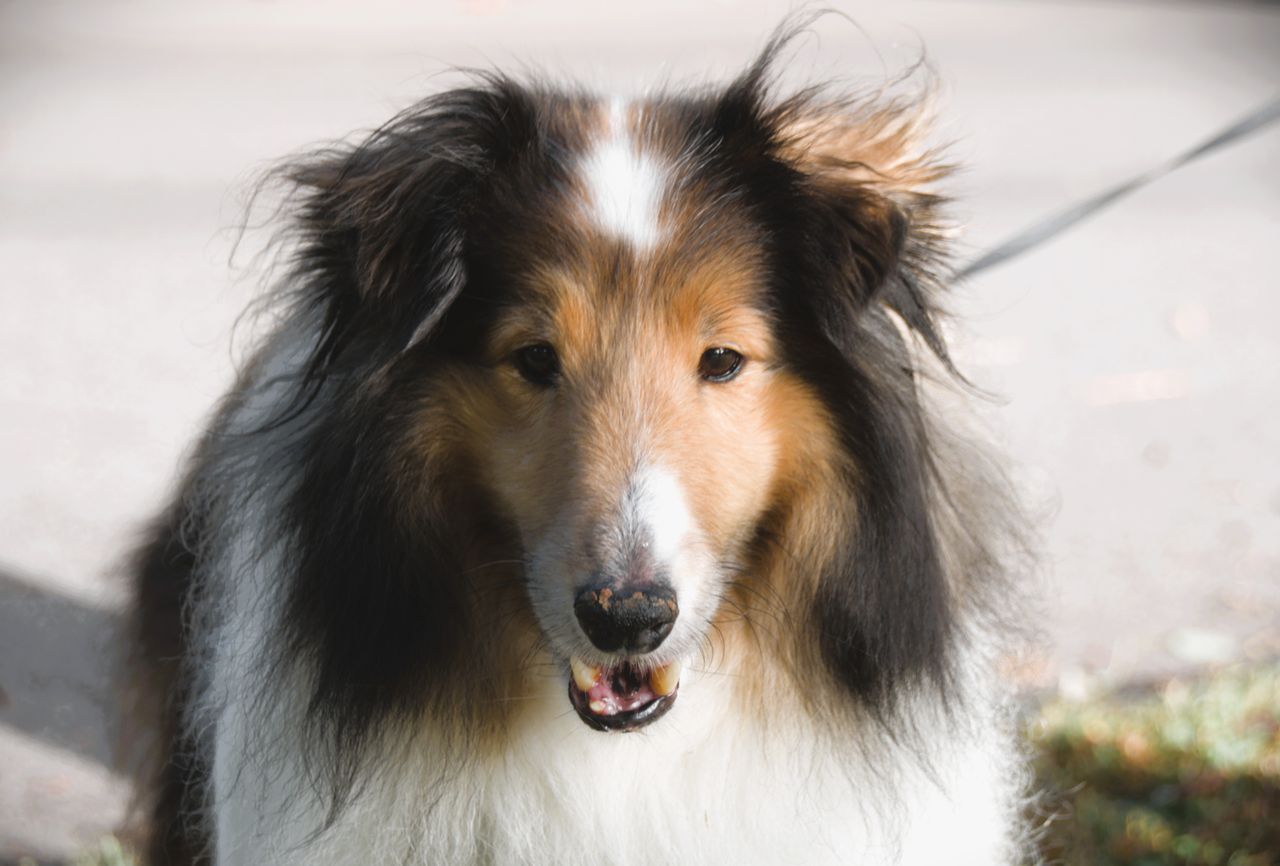 Charming portrait of a rough collie dog enjoying the outdoors in sunny weather.