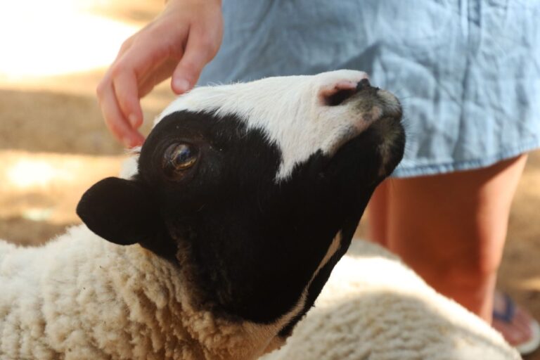 The Real Reason You Can’t Stop Yourself From Petting Every Animal You See - Featured image
