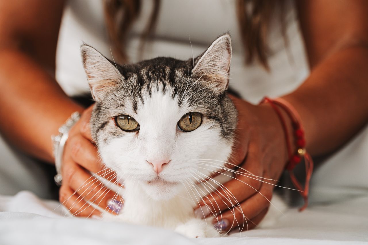 A New Study Confirms Cats Only Help You When There’s Something In It For Them