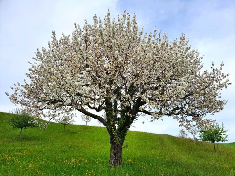 6 Trees to Avoid Planting in Your Yard, Per Experts - Featured image