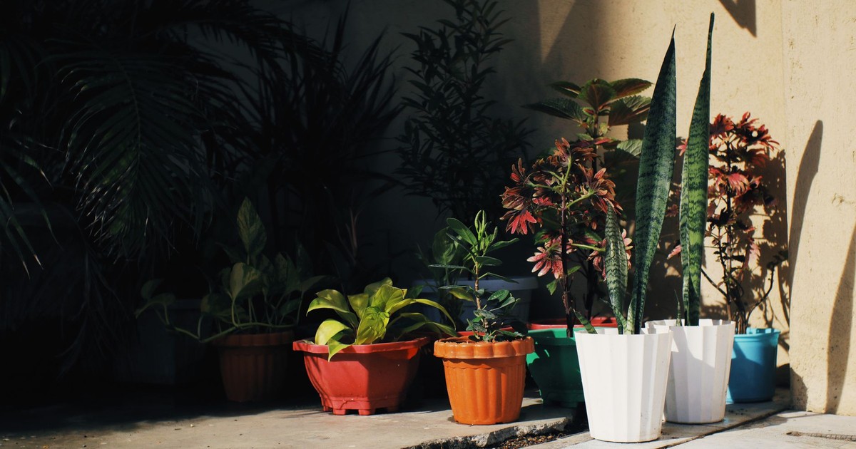 Abundance of various floral plants growing in pots placed on floor near building on street with bright sunlight in town