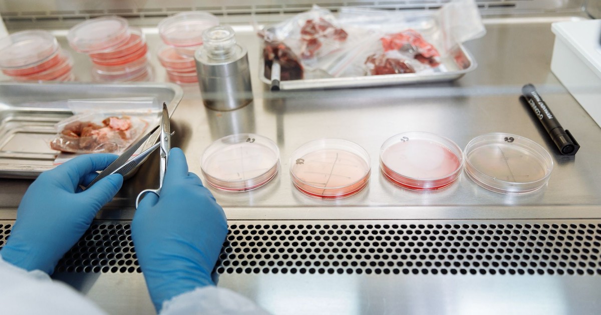 Scientist wearing gloves working with petri dishes and samples in a sterile laboratory environment.