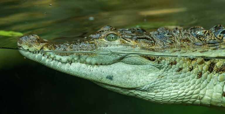 Robert Irwin ‘Death-Rolled’ by 14-Foot Crocodile Named Jimmy Fallon - Featured image