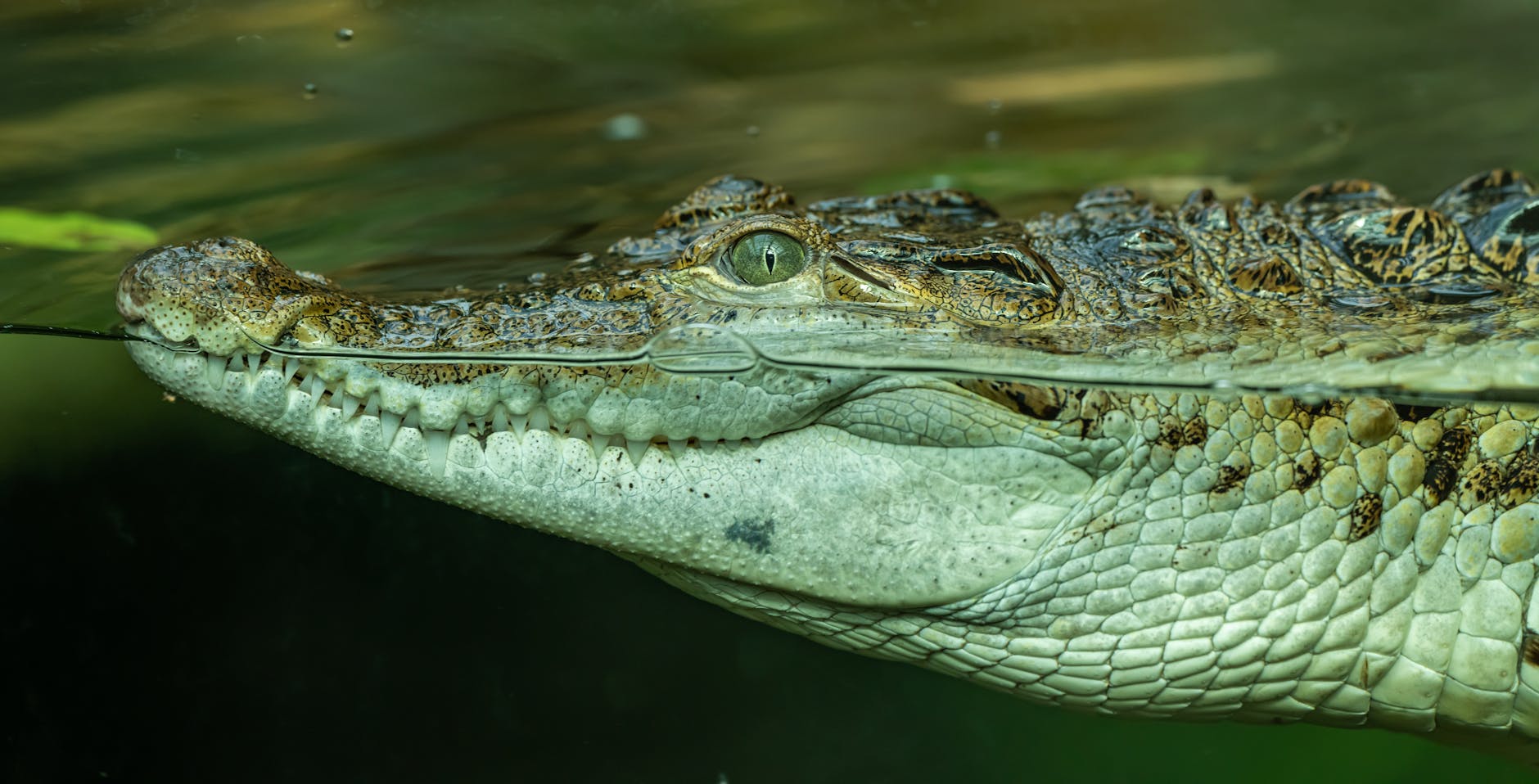 Robert Irwin ‘Death-Rolled’ by 14-Foot Crocodile Named Jimmy Fallon