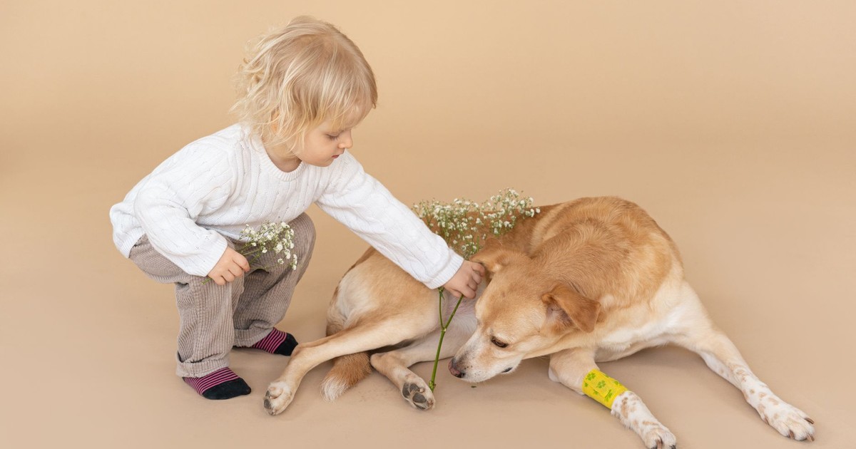 Child in casual clothes giving flower to dog with bandage on paw on beige background in light studio