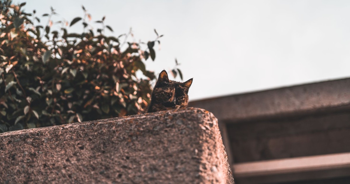 Tortoiseshell cat peering over a wall in Palma, Spain amidst a suburban setting with greenery.