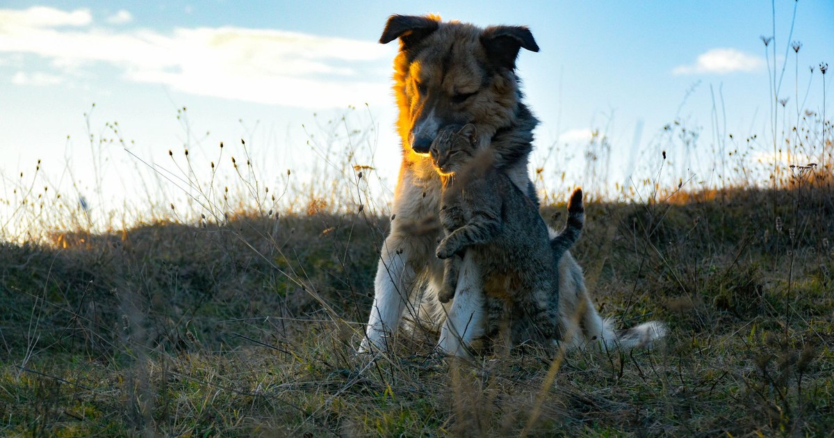 A dog and cat share a warm hug in a grassy outdoor setting, symbolizing friendship.