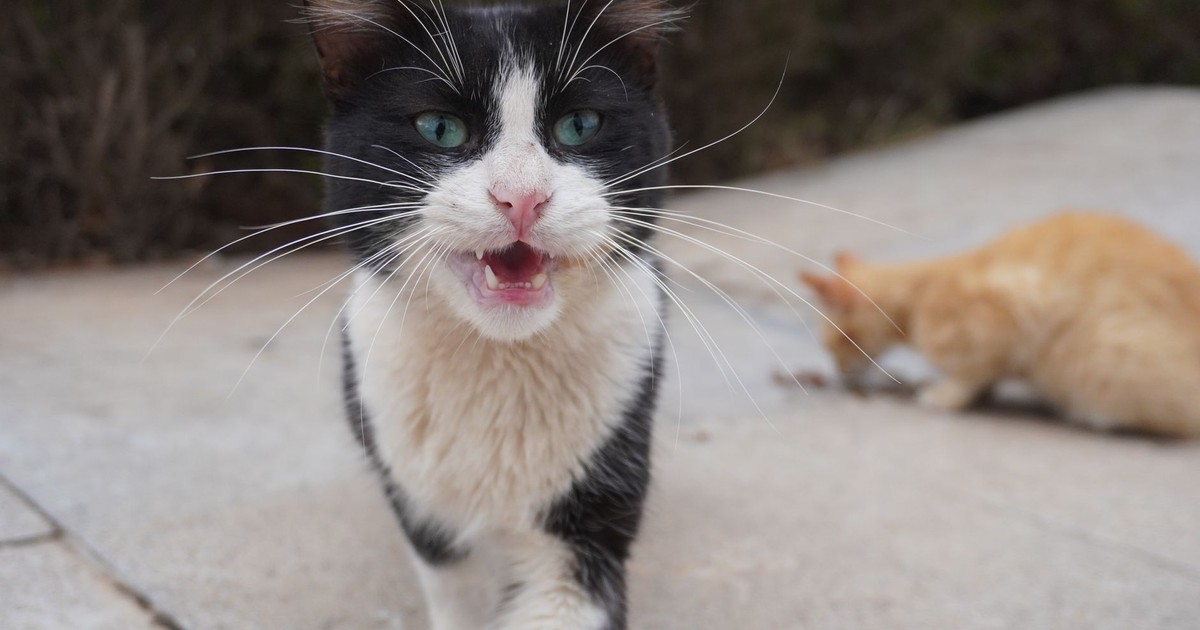 Close-up of street cats in Casablanca, Morocco, with a focus on a black and white cat.
