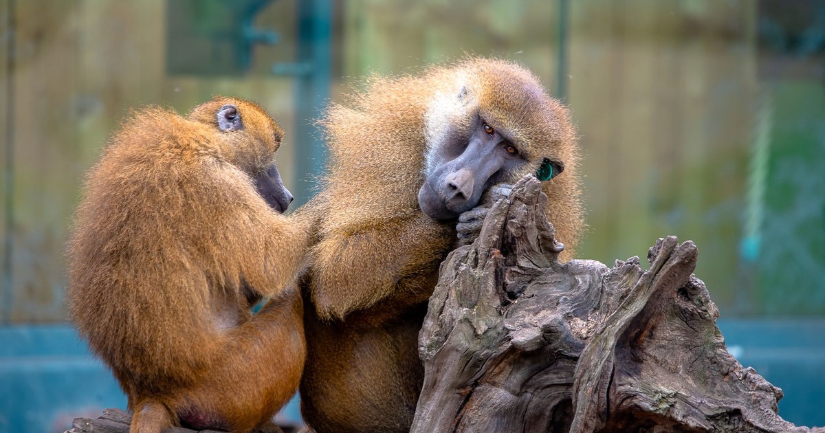 Intimate scene of two guinea baboons expressing affection on a sunny day.