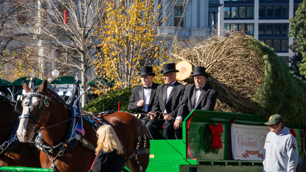 Men riding Wagon bring in the White House Christmas Tree. Washington DC, United States Nov. 24, 2025
