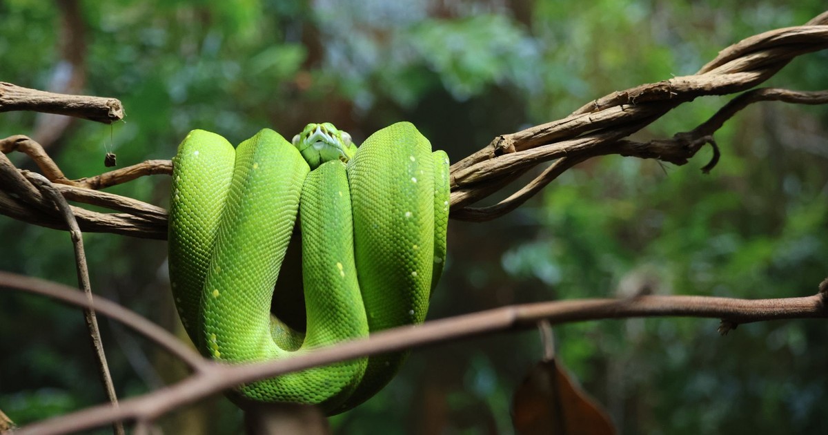 Vivid close-up of a green tree python coiled on a branch in the rainforest.