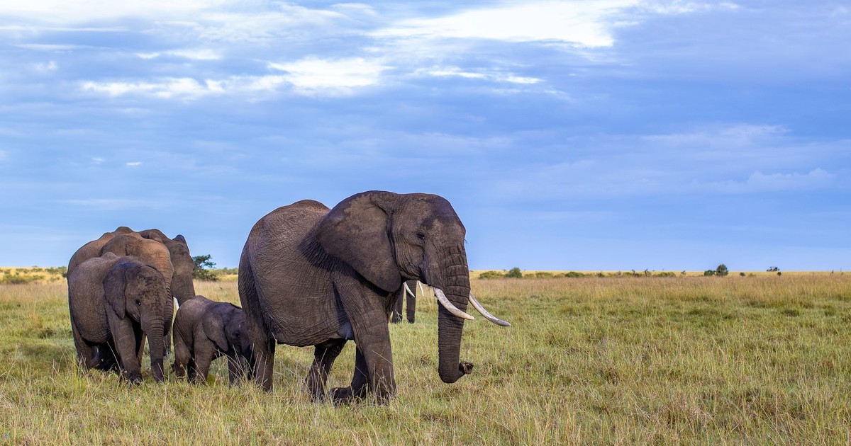 A herd of African elephants walking through the savanna under a clear blue sky.