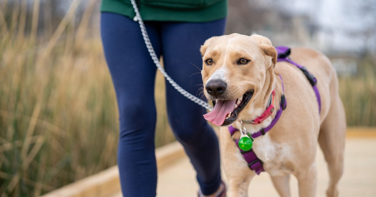 A joyful dog on a leash enjoys a walk with its owner on a wooden boardwalk.