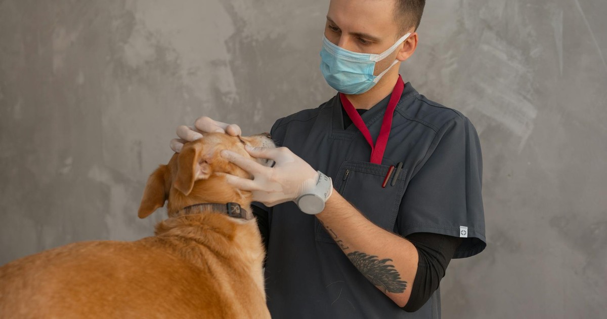 A professional veterinarian in mask examines a dog indoors during a checkup.
