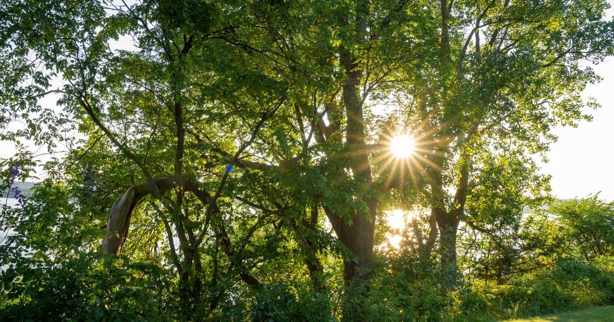 Beautiful sunbeams through lush green trees in Stockholm, WI park during summer.