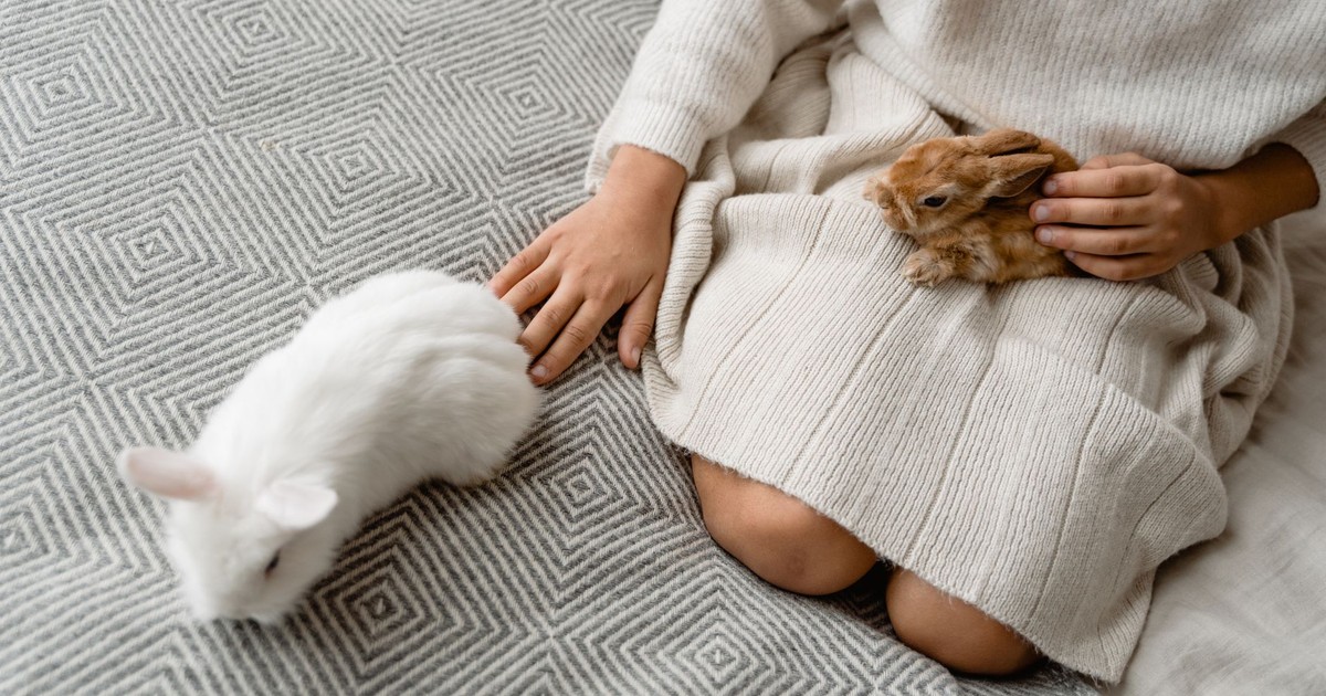 A child petting rabbits indoors on a patterned blanket, creating a warm, cozy atmosphere.