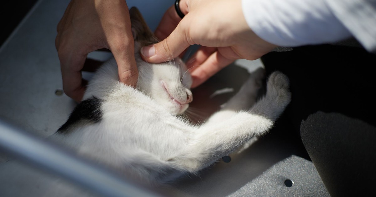 A content kitten enjoys a gentle petting session with soothing hands.