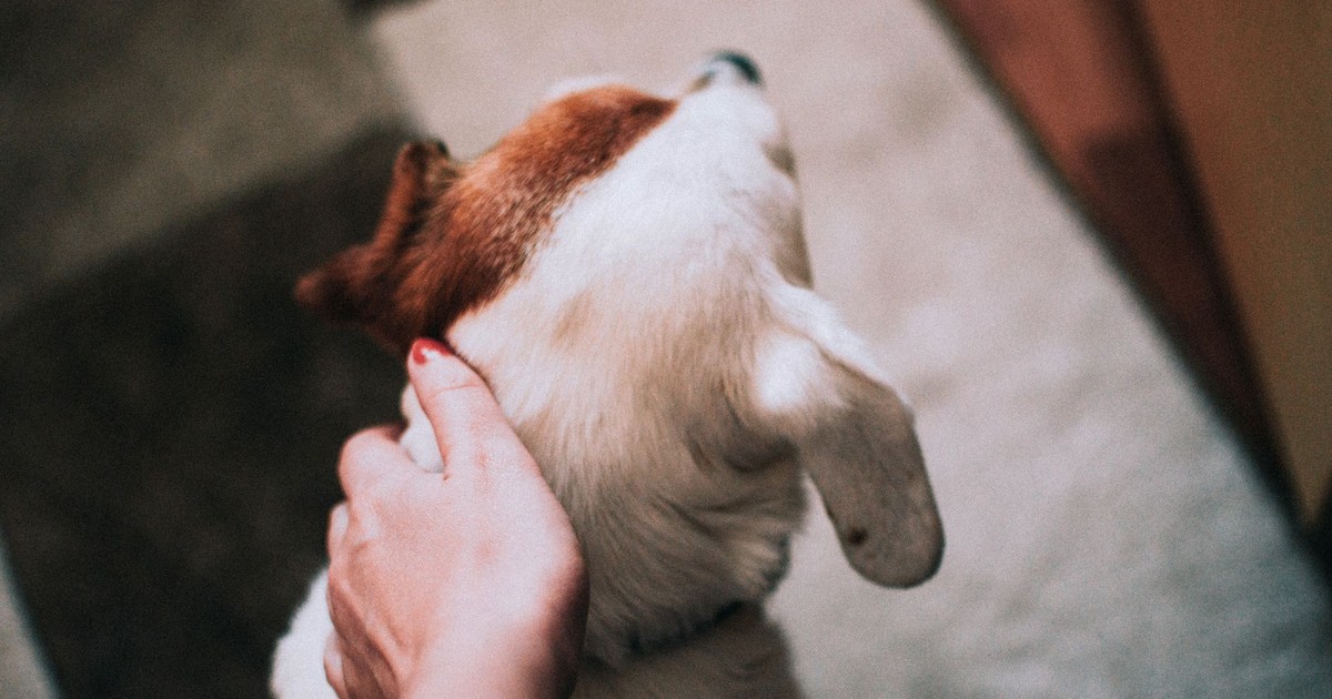 A human hand gently petting a white and brown dog indoors, captured in soft focus.