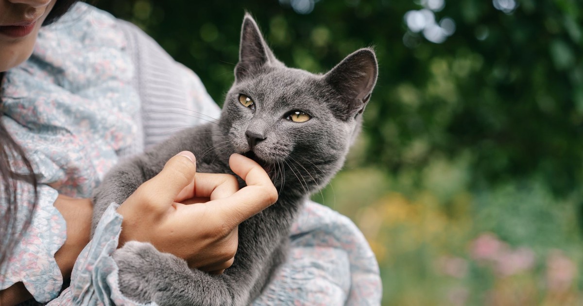 Charming portrait of a grey cat playfully nibbling on a woman's hand, enjoying a sunny day outdoors.