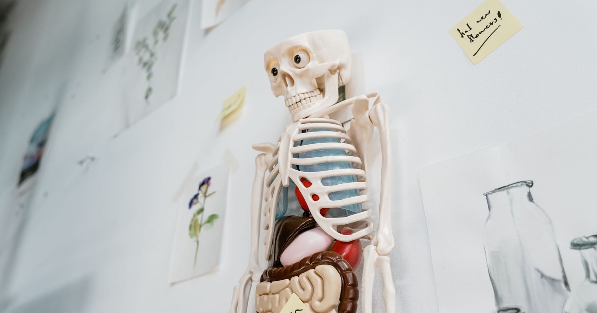 Skeleton model with organs on a classroom wall, ideal for educational purposes.