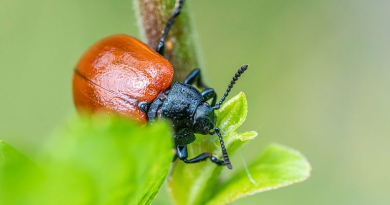 10 Proven Ways to Keep Pests Out of Your Vegetable Garden Naturally - Featured image