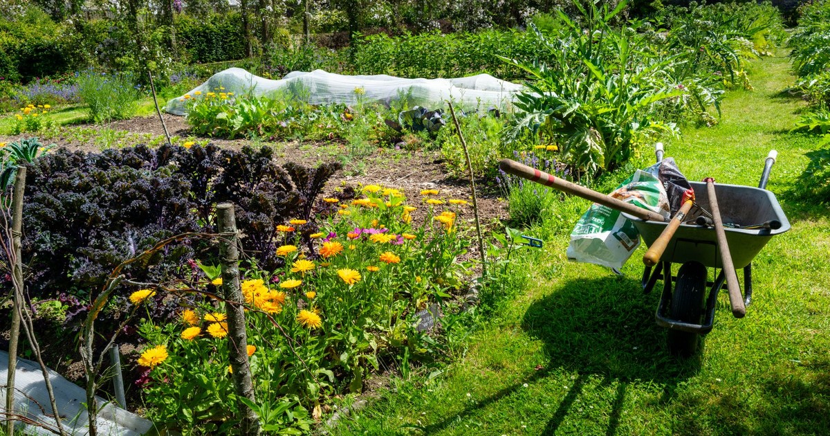 A vibrant kitchen garden with colorful flowers, vegetables, and a wheelbarrow filled with tools.