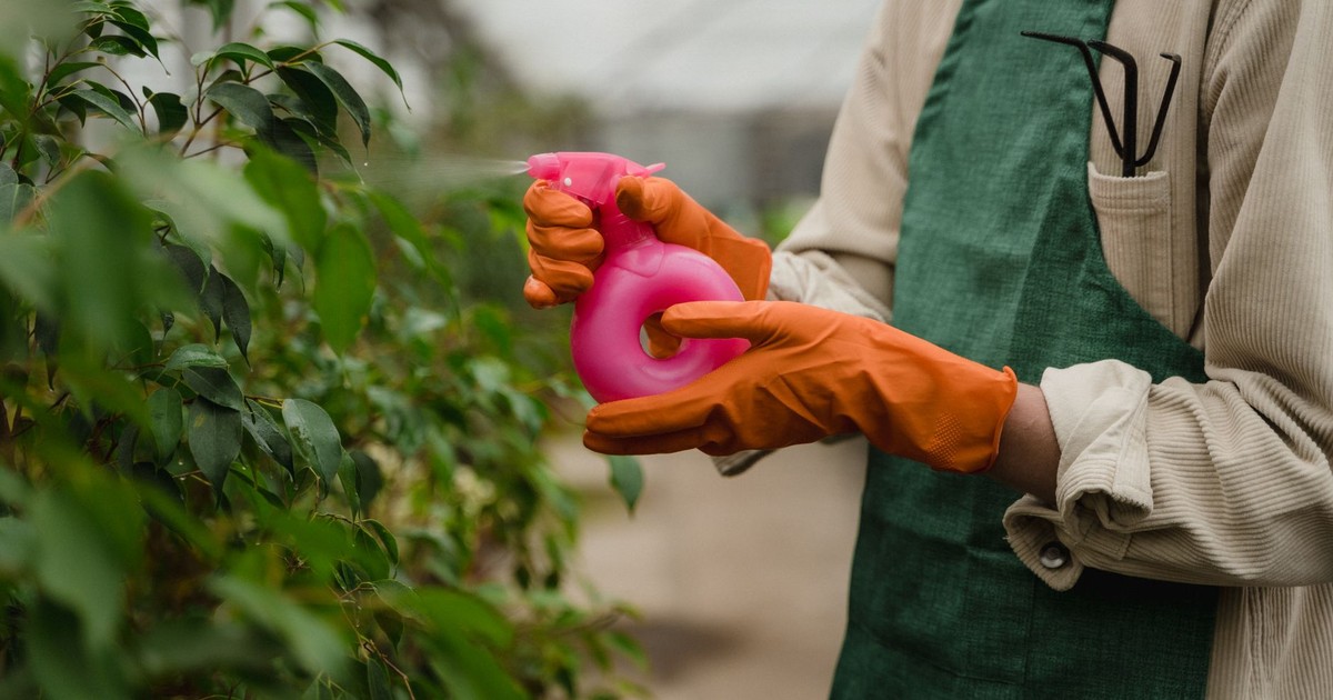 A gardener wearing gloves spraying plants inside a greenhouse.