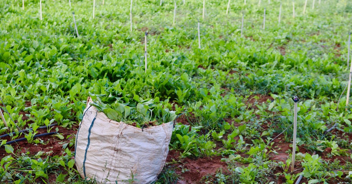 Green field in Bengaluru with a sack of freshly harvested spinach amidst vibrant plants.