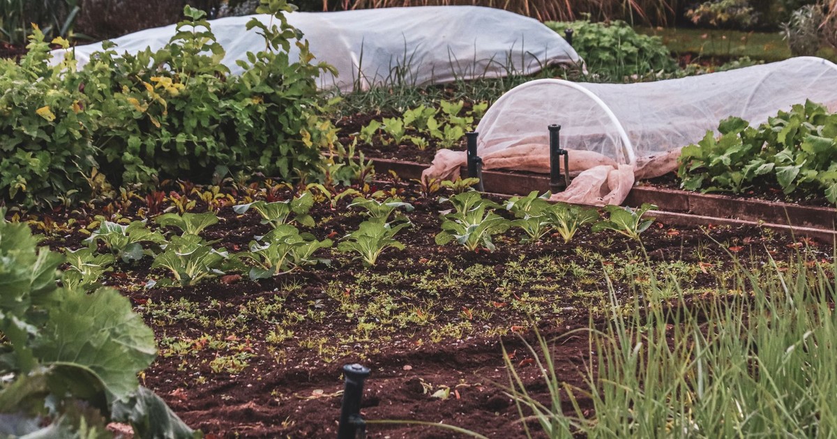 Thriving vegetable garden featuring protective covers and lush plants.