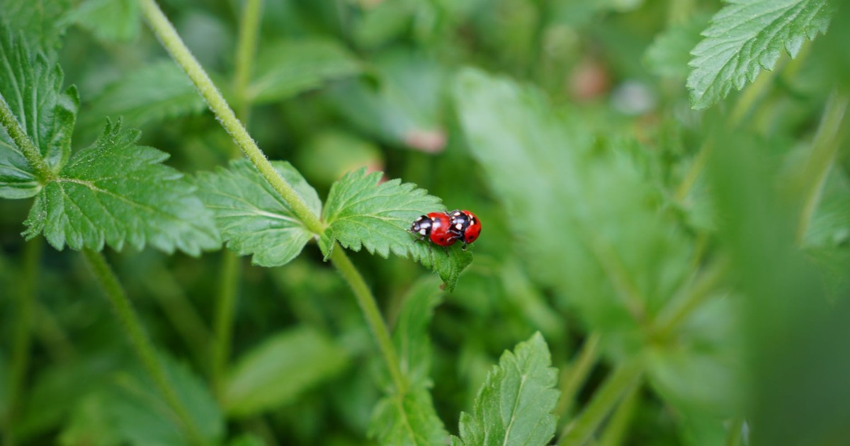 Vibrant macro shot of ladybugs on a leafy plant in a lush garden in Germany.