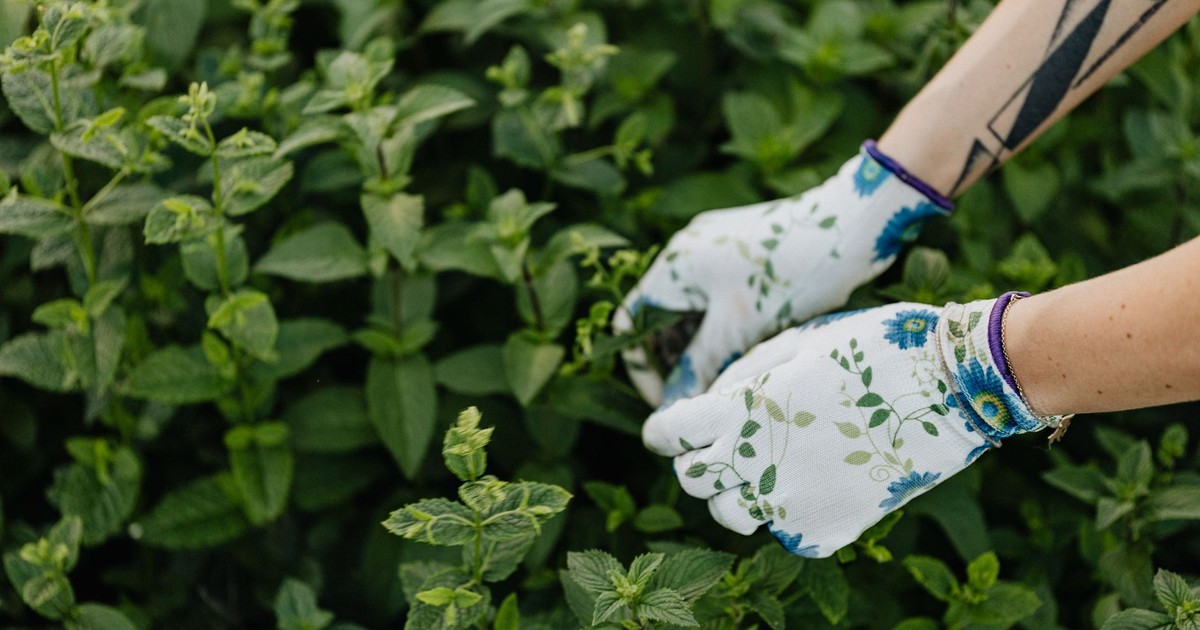 Person wearing floral gloves harvesting mint in a lush garden.