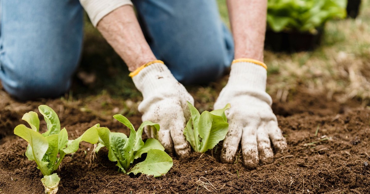 Crop unrecognizable gardener in gloves and jeans planting green plants into fertile soil while working in garden on summer day