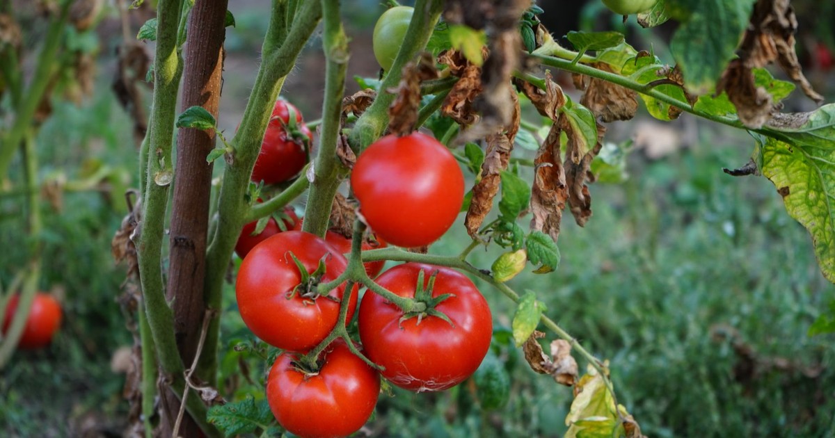 Close-up of ripe red tomatoes hanging on the vine in a garden. Fresh and nutritious.