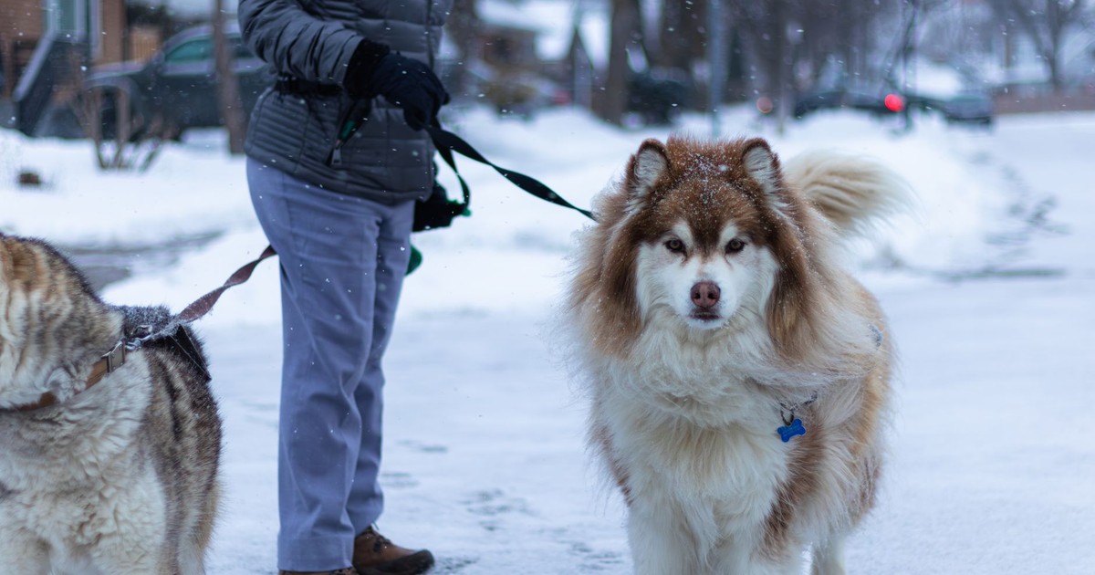 Two huskies and their owner enjoying a snowy day in Toronto, Canada.
