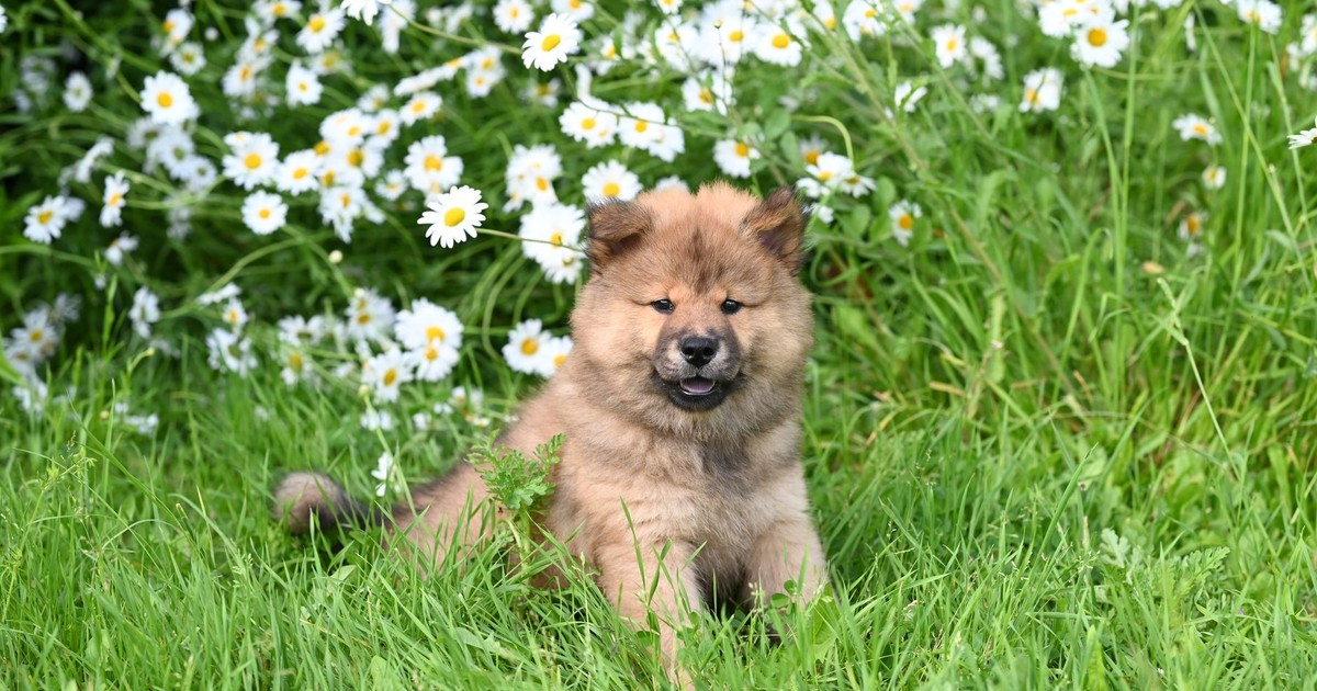 Cute fluffy puppy sitting in a vibrant field of daisies, enjoying a sunny day.