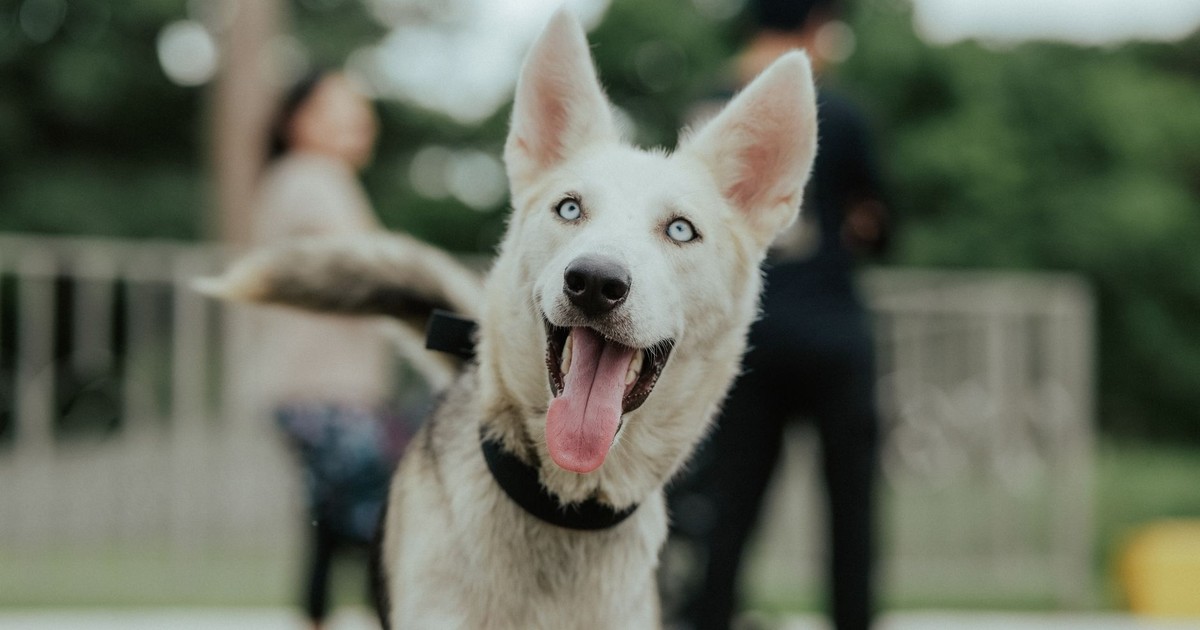 A happy Siberian Husky with blue eyes enjoying an outdoor park scene.