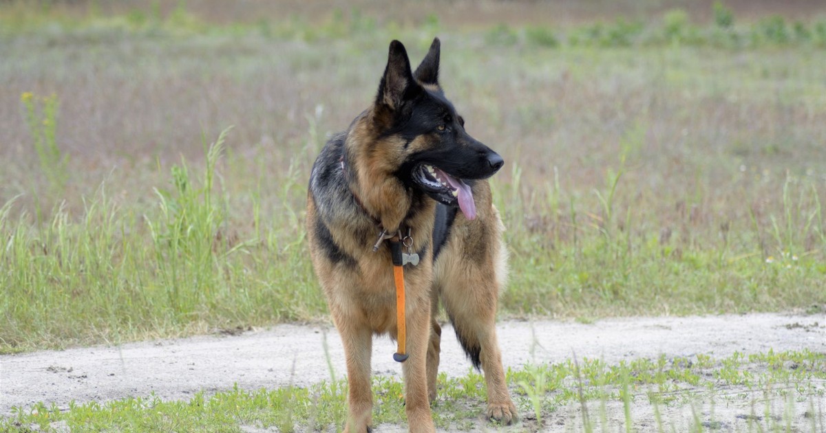 A German Shepherd stands alert in an open field, showcasing its strength and beauty.