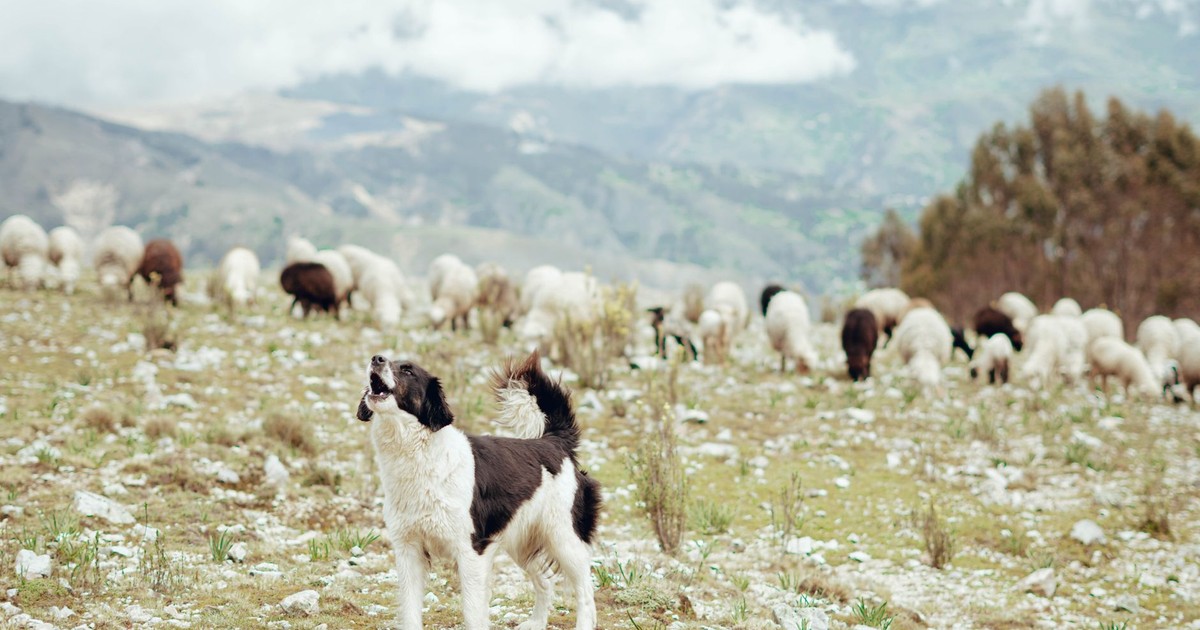 A sheepdog herding sheep amidst the stunning mountainous landscape of Huaraz, Peru.