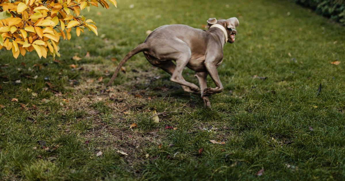 Dynamic shot of a Weimaraner dog sprinting across a grassy backyard lawn.